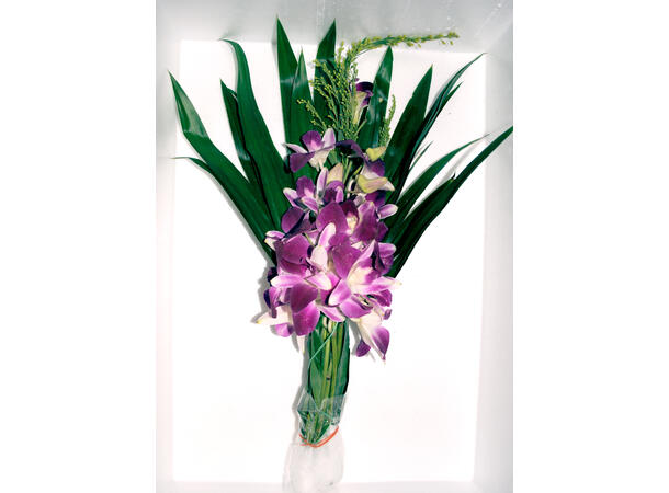 Dendrobium purple 200g Hoa lan tim TH