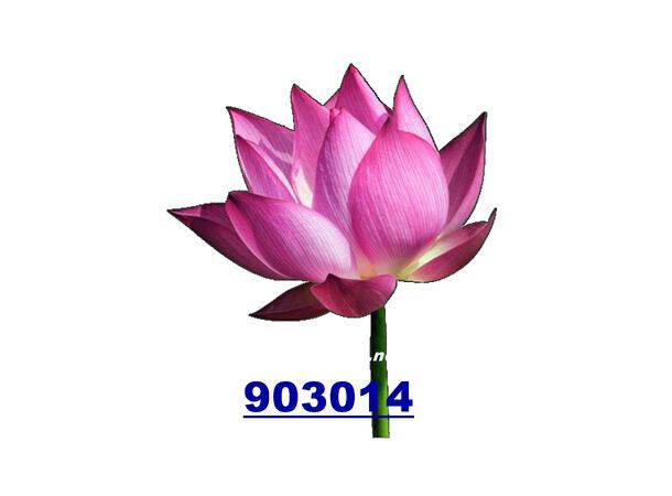 Lotus Flower Hoa sen TH